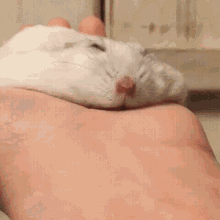 Hamster feest